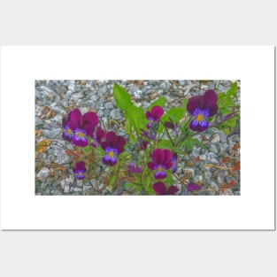 Digitally Enhanced Violets and Gravel Posters and Art